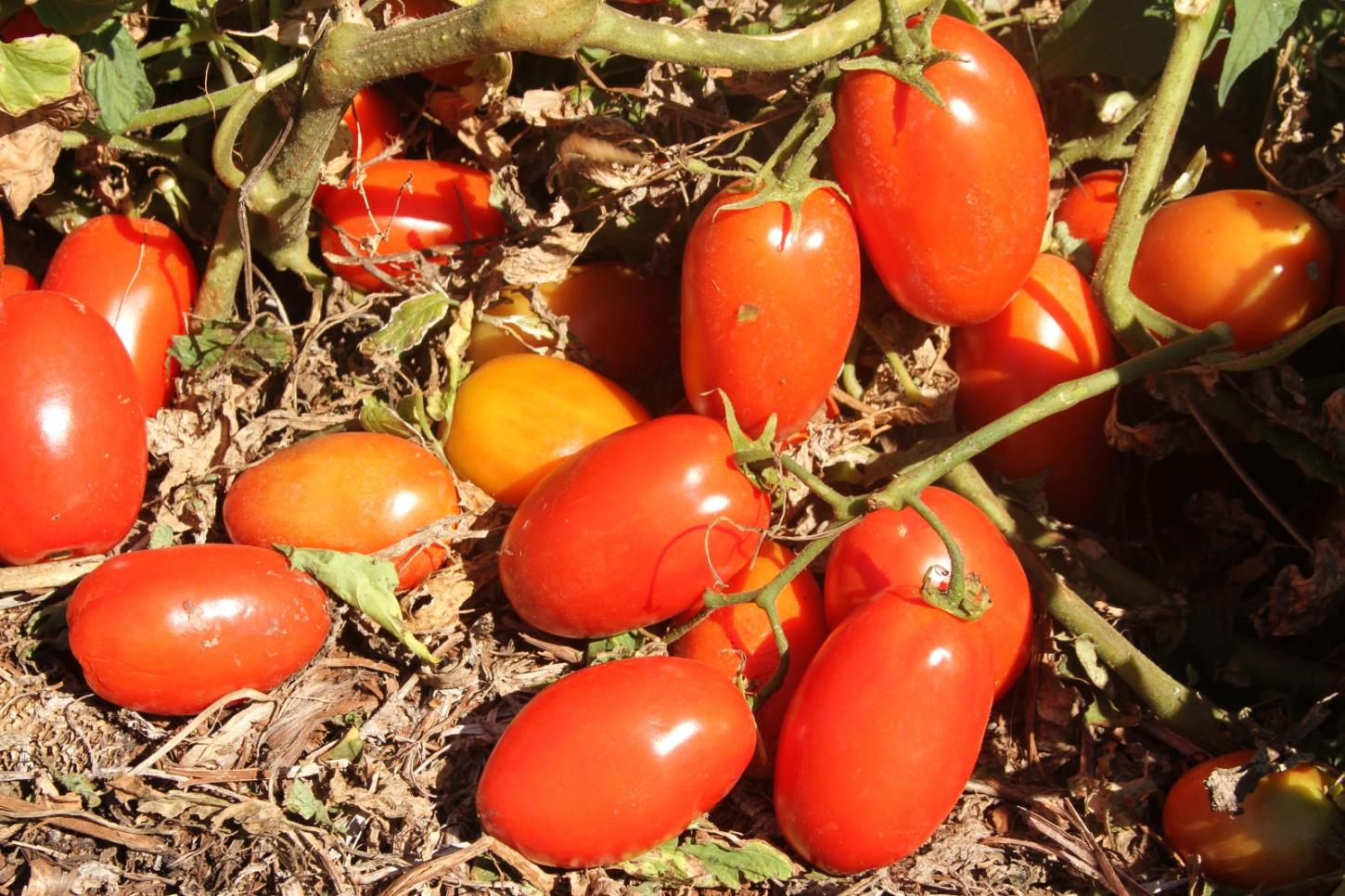 Transplantio de tomate deve ser feito até dia 30