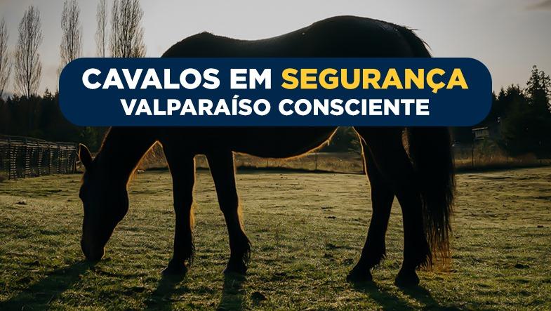 Curral de Apreensão em Valparaíso: Medida para Garantir a Segurança e Bem-Estar Animal