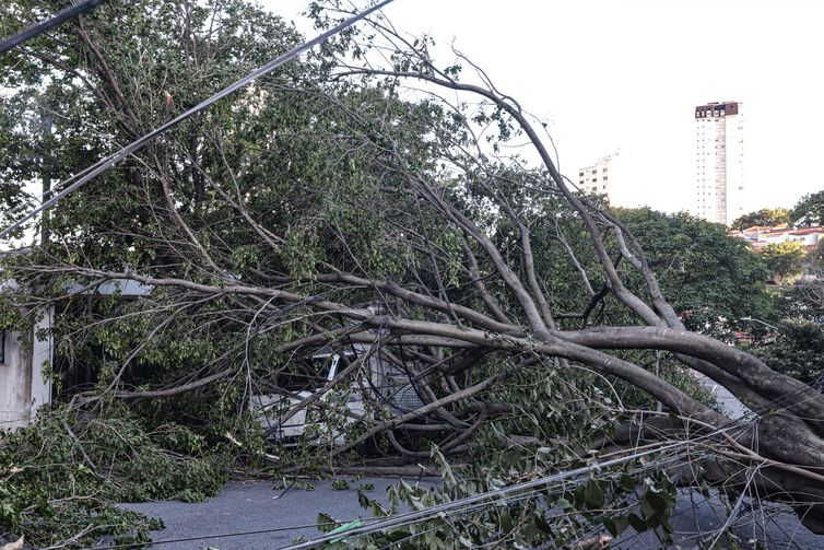 Defesa Civil de SP recebe 514 chamados por quedas de árvores